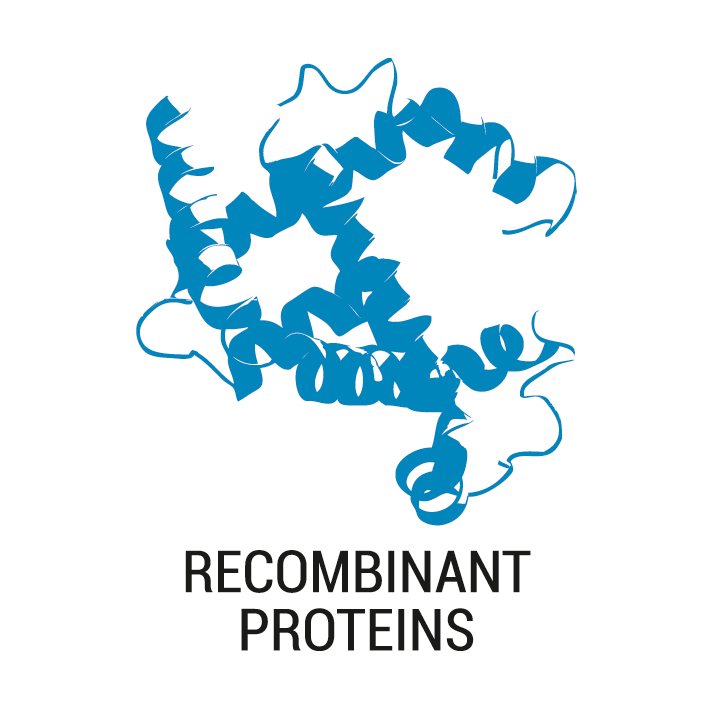 Production of complex biologically active recombinant proteins