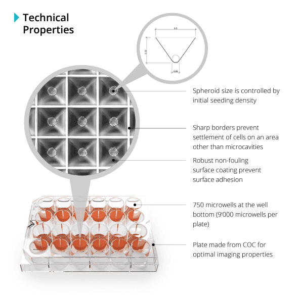 24-well plate technical