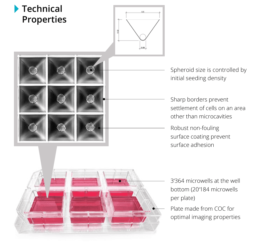 6-well plate technical