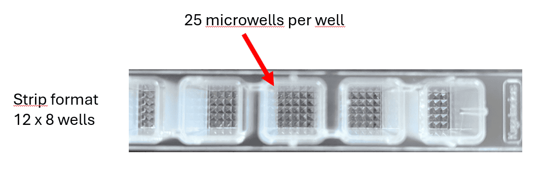 SP5D 8 well strip Image showing how to generate more spheroid replicates on a standard size spheroid plate